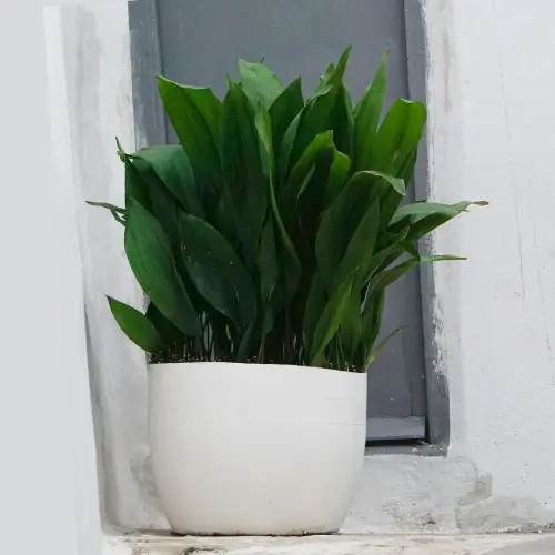 Dense cast iron plant in white big pot.