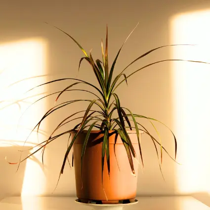 Dracaena plant in a room full of sun light.