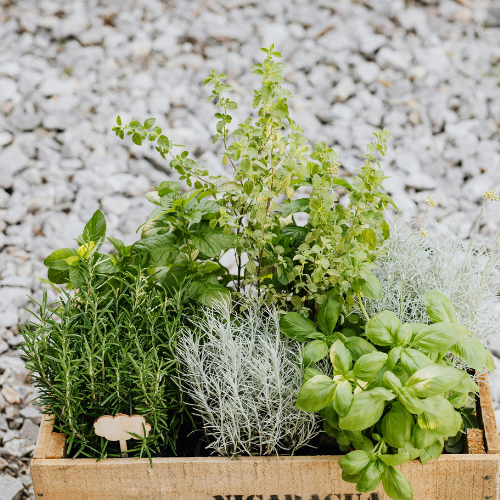 Lushy, green mix of hearbs in a wooden crate.