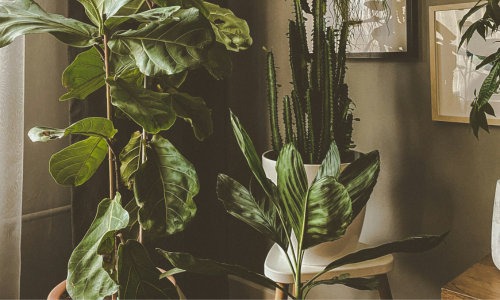 Fiddle leaf fig in a cozy living room corner with natural light