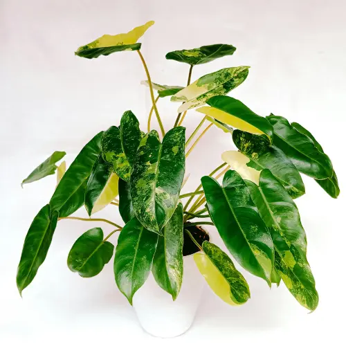 Bushy philodendron in a white pot.