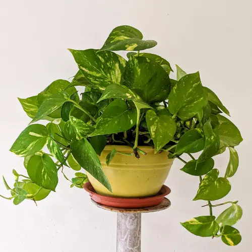 Pothos plant in yellow clay pot.