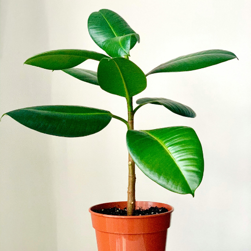Glossy rubber plant in a brown, plastic pot.