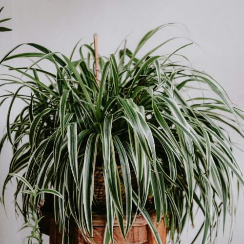 Bushy spider plant with many visable offshoots.