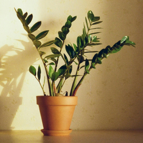 Glossy, tall zz-plant in a clay pot.