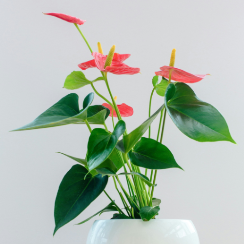 Lush Anthurium Andraeanum plant with red blooms and bushy green leaves.