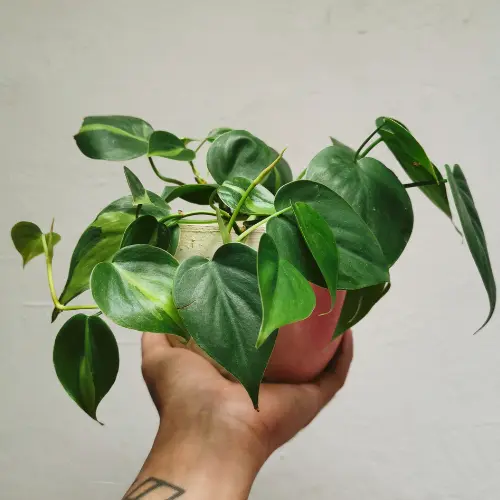 Small heartleaf philodendron plant held in a man's hand.