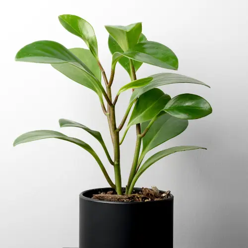 Leafy, vibrant peperomia plant in black pot on white backgound.