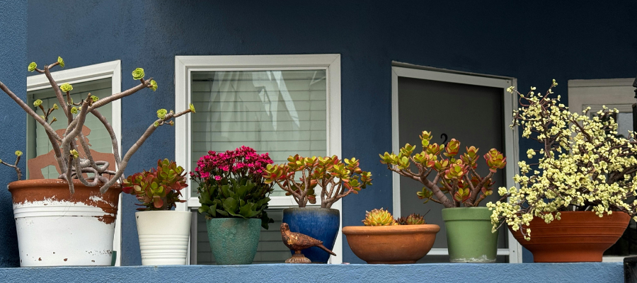 Group of potted plants on a blue balcony.