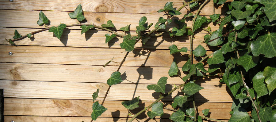Trailing ivy on wooden wall.