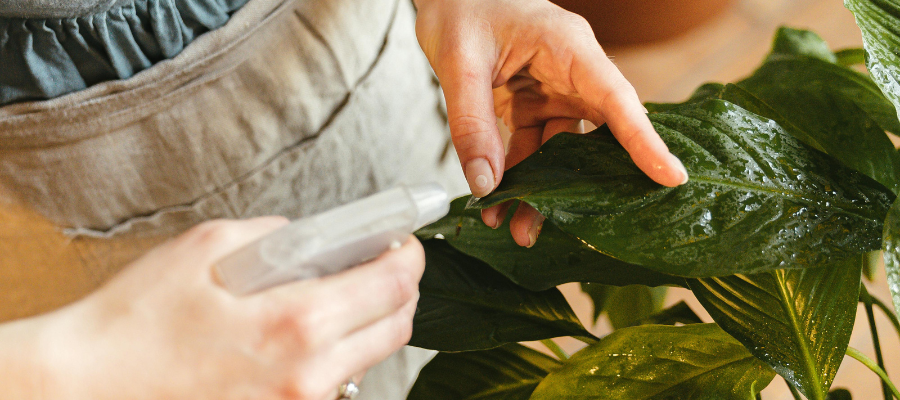 Close-up of hands spraying and cleaning wet peace lily leaves.