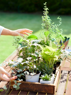 Wooden crate of houseplants on a sunny garden table.