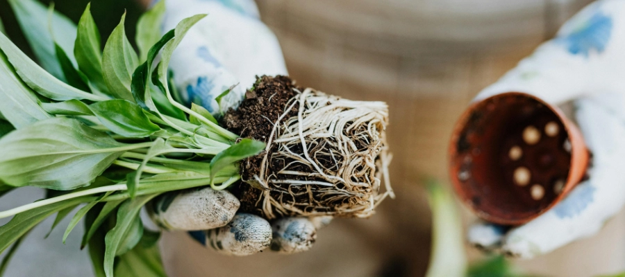 Hands holding a houseplant out of its pot showing dense healthy roots