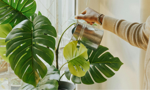 Large-leafed Monstera in a bright window light with a shiny metal watering can.