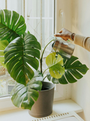 Large-leafed Monstera in a bright window light with a shiny metal watering can.